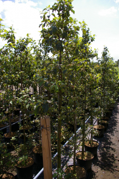 Malus Brettacher Gewürzapfel - Winterapfel Brettacher Gewürzapfel wurde auf einem 120 cm hohen Stamm veredelt. 