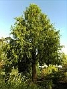 Metasequoia glyptostroboides 1