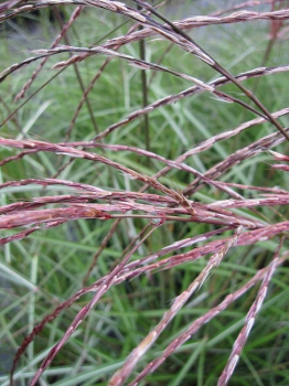 Miscanthus sinensis Flamingo - Garten-Chinaschilf Flamingo - hat rosa-rote, über dem Laub stehende, Rispenwedel.