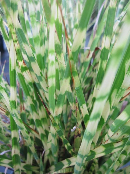 Miscanthus sinensis Goldbar - Chinaschilf Goldbar - Zwergiges Zebragras - bekommt im September filzig, behaarte, silbriggraue Blütenähren. Der Standort dieser Pflanze sollte halbschattig bis sonnig sein.