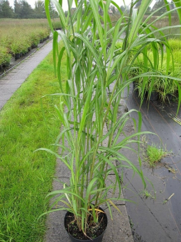 Miscanthus sinensis Silberfeder - Garten-Schilf Silberfeder -  hat zunächst rosa, später silbergraue, federartige Blütenähren, die hoch über dem Laub stehen.