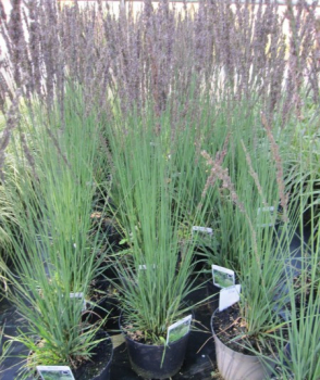 Molinia caerulea Moorhexe 1