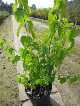 Morus alba 1