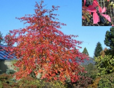 Nyssa sylvatica 1