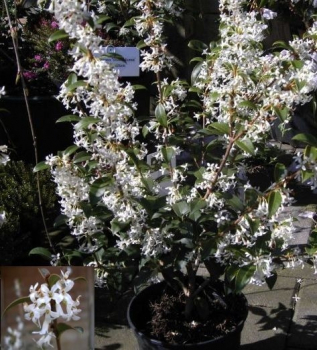 Osmanthus burkwoodii, Duftblüte, ist ein immergrüner Zierstrauch mit einer sehr guten Winterhärte und zahlreichen weißen Blüten im Frühling