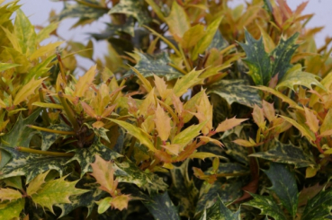 Osmanthus heterophyllus Goshiki 3