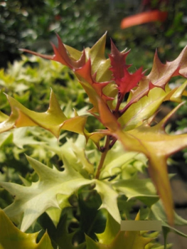 Osmanthus heterophyllus Ogon 2