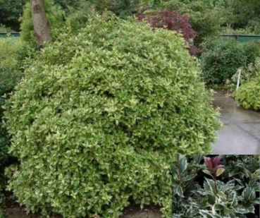 Osmanthus heterophyllus Variegatus 1