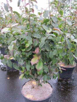 Persischer Eisenholzbaum 2