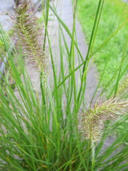 Die anspruchslose Pennisetum alopecuroides Cassian - Garten-Federborstengras - Lampenputzergras Cassian - wächst aufrecht und kompakt. Die Winterhärte ist nur begrenzt. Ein Winterschutz ist erforderlich.