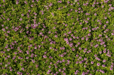 Phyla nodiflora Pink Pompon