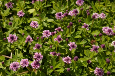 Phyla nodiflora Pink Pompon 1