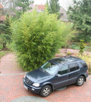 Preview: Phyllostachys bissetii 2