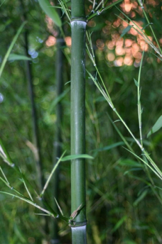 Phyllostachys bissetii 1