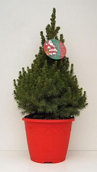 Picea glauca Conica1