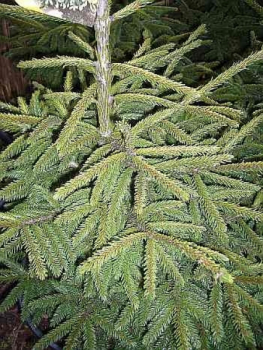 Die Orientalische Zwerggoldfichte, Picea orientalis Aurea compacta, ist von einer sehr guten Winterhärte