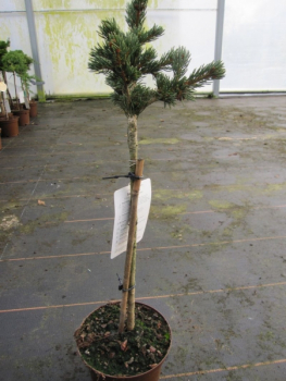 Picea pungens Lucky Strike2