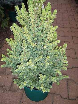 Die Zuckerhutfichte Daisy`s White, Picea glauca Daisy`s White, hat eine blaugrüne Benadelung