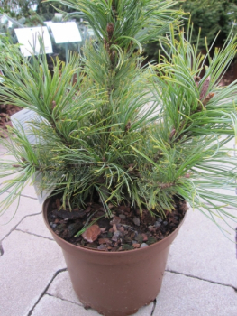 pinus cembra nana1