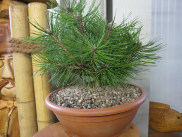 Pinus densiflora Jane Kluis wächst kugelig und kompakt