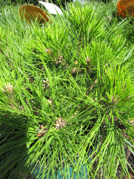 Pinus densiflora Low Glow -  Japanische Zwergrotkiefer Low Glow - besitzt frischgrüne zweinadelige Nadeln.