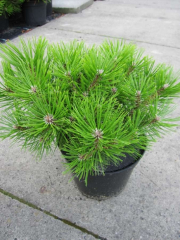 Pinus densiflora Low Glow - Japanische Zwergrotkiefer Low Glow - ist ein anspruchsloses und pflegleichtes Ziergehölz.