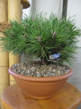 Pinus mugo Benjamin ist ein schöner kleiner Minibonsai