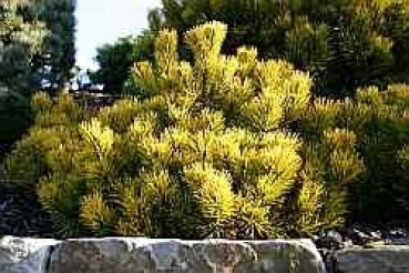 Pinus mugo Carstens Wintergold - Wintergelbe Zwergbergkiefer. Sehr winterhart und robust. Kissenartig gewachsenes Nadelgehölz.