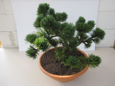 Preview: zwergige Latschenkiefer Formschnitt