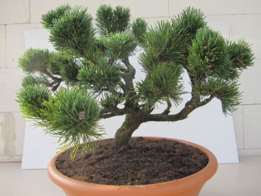 Preview: zwergige Latschenkiefer