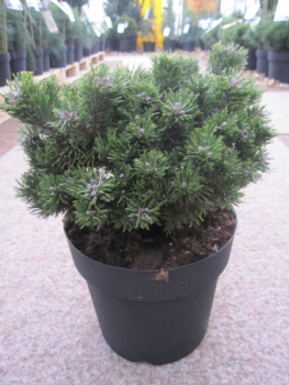 Pinus mugo Sherwood Compact 1