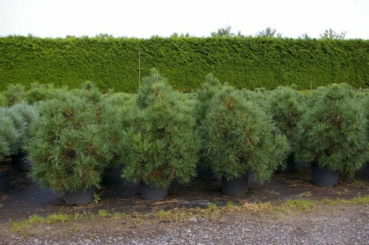 Pinus nigra Spielberg 3