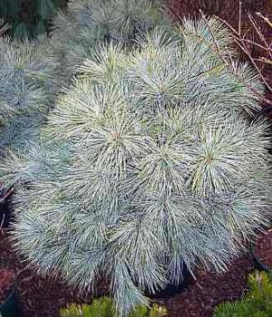 Pinus strobus Blue Shag - Weymouths-Kiefer Blue Shag. Sie setzt tolle Akzente im Garten.