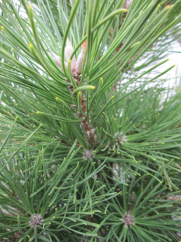 Pinus thunbergii Maijima waechst unregelmaessig und bizarr