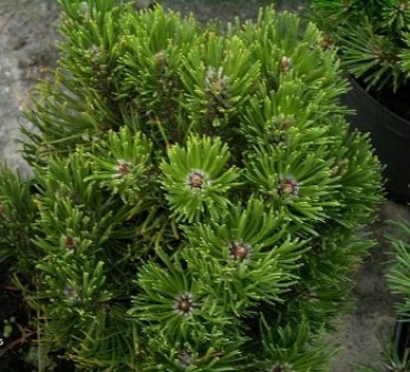 Die Zwergbergkiefer Limerick, Pinus mugo Limerick, ist eine robuste und sehr winterharte Zierpflanze