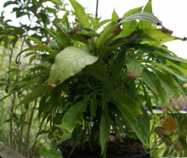 Platycrater arguta, Asiatische Zwerghortensie, ist eine echte Rarität