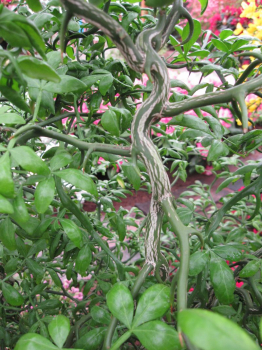 Poncirus trifoliata - Bitterorange