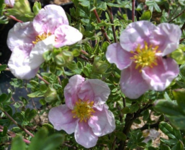 Potentilla fruticosa Princess® - Fingerstrauch Princess® - Fünffingerstrauch - wächst kompakt, buschig mit feintriebigen und bodenaufliegenden Grundtrieben. Er blüht anfangs mit rosa Blüten, später weißrosa. Der Standort sollte halbschattig bis sonnig sei