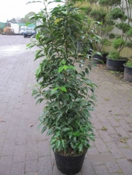 Prunus lusitanica Augustifolia 4