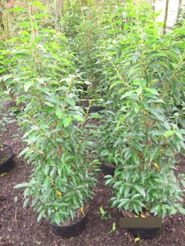 Prunus angustifolia lusitanica 3