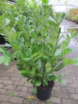Prunus laurocerasus Rotundifolia 2