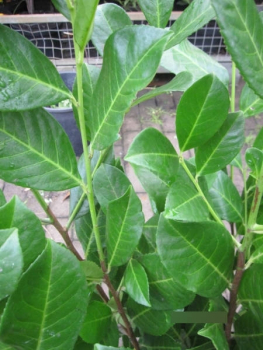 Prunus laurocerasus Rotundifolia 3