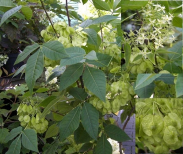 Ptelea trifoliata 1