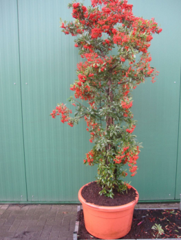 Feuerdorn Red Column
