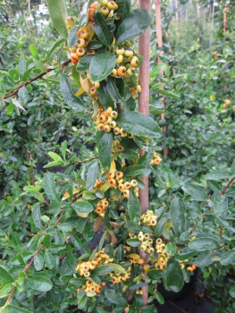Pyracantha Saphyr Jaune 2