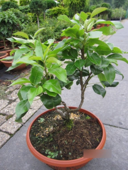 Pyrus communis Nano 1