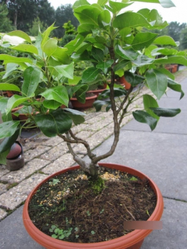 Pyrus communis Nano 3