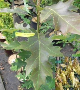 Quercus rubra Aurea, Gelbblättrige Eiche, hat ein besonderers schönes gelbes Blatt