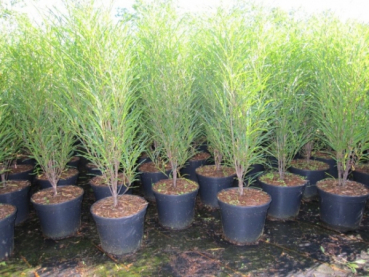 Rhamnus frangula Fine Line 3