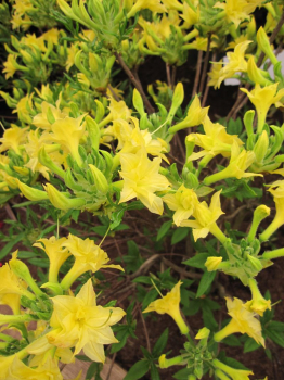 Rhododendron mixtum Narcissiflora